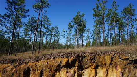 Hiking Apalachicola National Forest | camping paddling biking | Florida ...