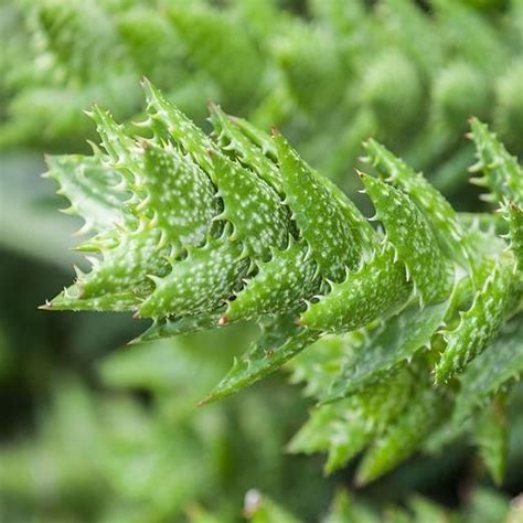 Aloe 'Juvenna', Tiger Tooth Aloe in GardenTags plant encyclopedia