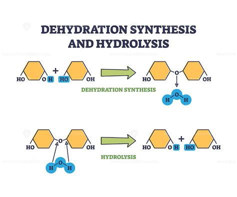 Dehydration Synthesis