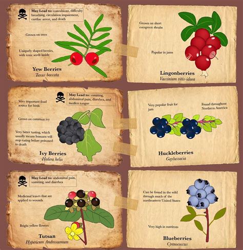 Infographic: Poisonous vs. Edible Berries | RECOIL OFFGRID | Berries ...