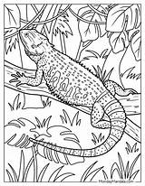 24 Lizard Coloring Pages Free PDF Printables sketch template