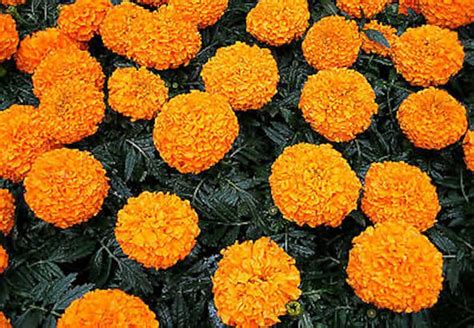 AFRICAN MARIGOLD CRACKERJACK Mixed 300 Seeds Tagetes | Etsy