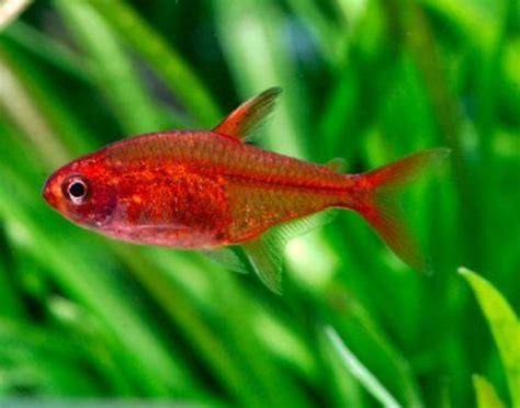 Image result for Ember Tetra Tropical Freshwater Fish, Tropical Fish Tanks, Tropical Aquarium ...