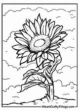 Free Sunflower Coloring Pages sketch template