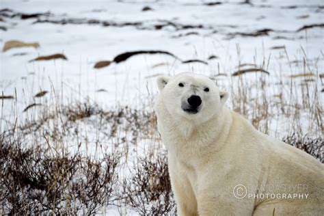 Canada Wildlife – Ramdas Iyer Photography