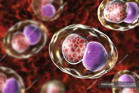 Digital artwork showing inclusion composed of group of chlamydia ...