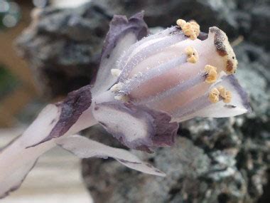 Indian Pipe: Pictures, Flowers, Leaves & Identification | Monotropa ...