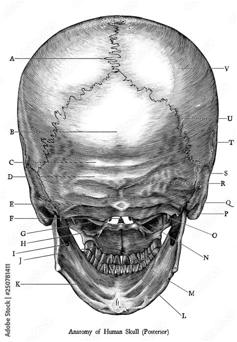 Antique engraving illustration clip art of Human skull anatomy ... - Clip Art Library