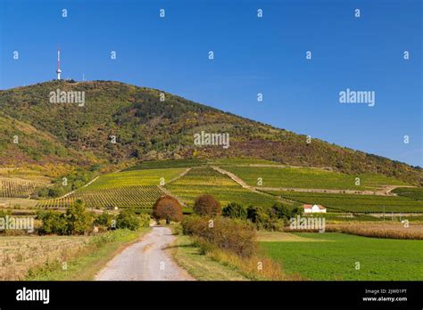 Autumn vineyard and Tokaji-hegy (513 m), Tokaj region, Great Plain and North, Hungary Stock ...