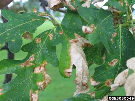 anthracnose (Apiognomonia errabunda (Roberge ex Desm.) Höhn.)