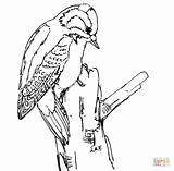 Downy Woodpecker Coloring Page  Free Printable Coloring Pages sketch template