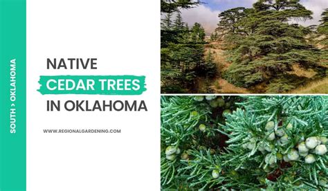 2 Native Cedar Trees In Oklahoma (Photos & Identification) - Regional Gardening