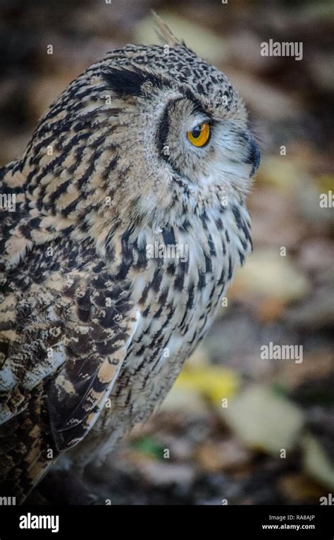 Owls and Birds of Prey Stock Photo - Alamy