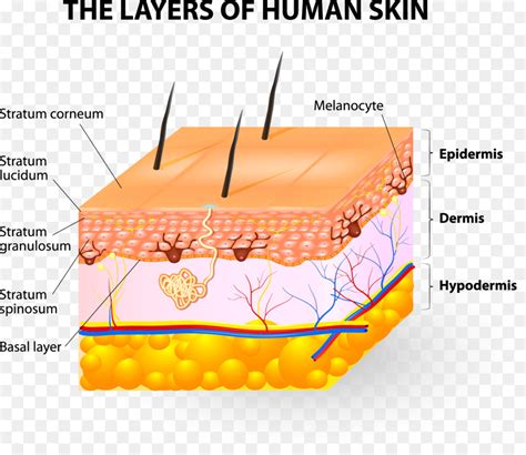 Skin Structures And Subcutaneous Tissue | My XXX Hot Girl