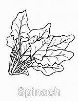 Spinach To Color sketch template