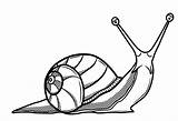 Dibujos De Caracol Para Colorear E Imprimir– ColoringOnlyCom sketch template