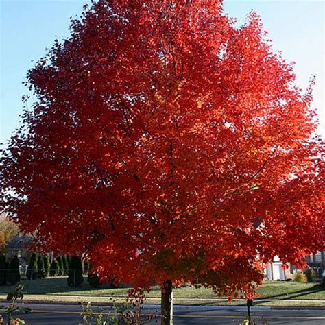 Plant | Maple, Red, Redpointe™ | Plants, Beautiful tree, Tree