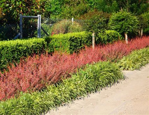 Red Barberry - Berberis thunbergii