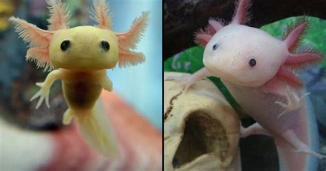 Axolotls Are An Endangered Species Which Has A Perculiar And Shocking ...