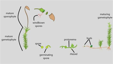 Mosses (Division Bryophyta) | Structure, Development, Classification ...