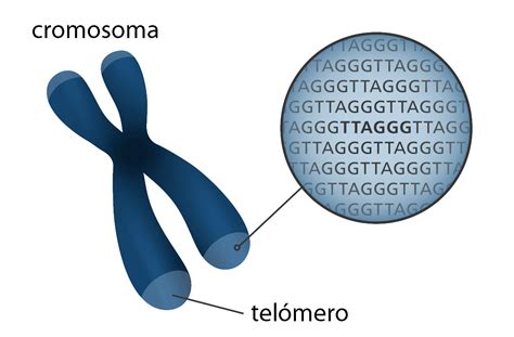 ¿Qué son los telómeros? - Curiosoando
