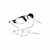 Avocets And Stilts Coloring Pages For Kids Printable Free Download  sketch template