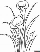 Calla Lily Coloring Page  Easy Drawing Guides sketch template