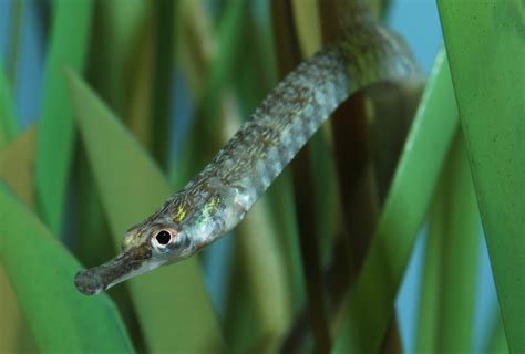 Hold your (sea)horses – here’s the pipefish genome - On Biology