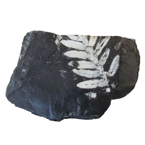 Plant Fossils