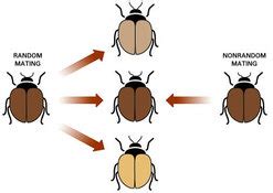 Micro-evolution - Biology 11