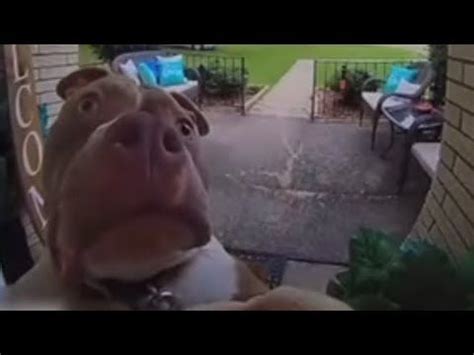 Dog ring doorbell (dog ring doorbell meme) dog ring doorbell with nose | Ring doorbell, Doorbell ...