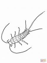 Silverfish Or Fishmoth coloring Page  Free Printable Coloring Pages sketch template
