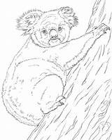 Koala Coloring Page sketch template