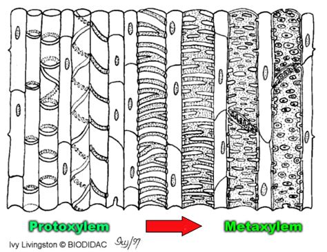 Xylem-7