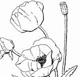 Large Poppy Flower Coloring Page  Best Site sketch template
