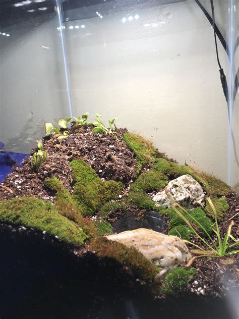 New carnivorous plant terrarium : r/terrariums