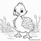 Yellow Duck Coloring Pages  Free & Printable sketch template