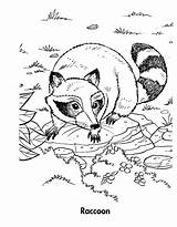 Printable Raccoon Coloring Pages For Kids Cool2bkids sketch template