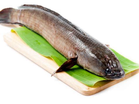 Snakehead Fish - Saky Foods Corporation