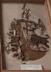 Category:Trionychidae fossils - Wikimedia Commons