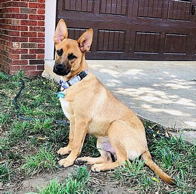 Charlotte, NC - German Shepherd Dog. Meet Clark a Pet for Adoption - AdoptaPet.com