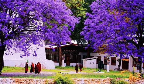 Best Time to Visit Bhutan, When to Travel to Bhutan