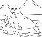 Walrus Coloring Pages For Kids sketch template