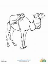 Coloring Pages  camel coloring Page Thumbnail Preview sketch template