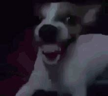 Cachorro Rindo GIF – Cachorro Rindo Michael Jackson – discover and ...