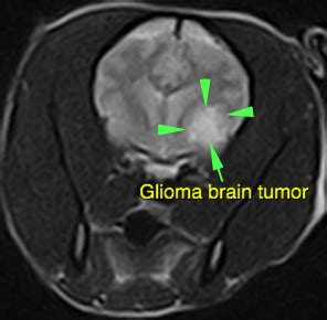 Glioma Brain Tumor in a Dog | Haire Veterinary Clinic