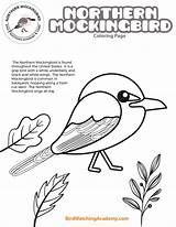 Northern Mockingbird Coloring Page  Bird Watching Academy sketch template
