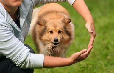 Dog Tricks | Teaching Dog Training Tricks | How To Teach Your Puppy Tricks