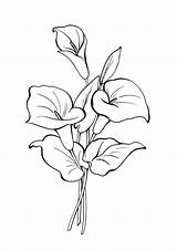 Calla Lillies Coloring Pages sketch template