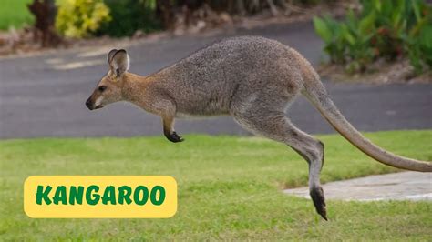 Kangaroo Baby in Pouch - Kangaroo Hopping - Kangaroo for Kids - YouTube